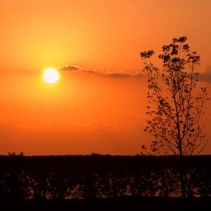 By The Everglades