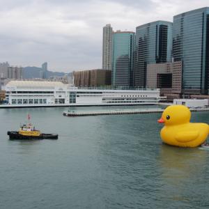Swimming DUCK