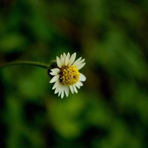 flora