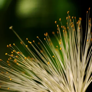 Nature's Fiberoptics