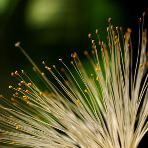 Nature's Fiberoptics