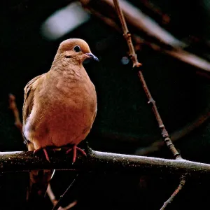 The Dove