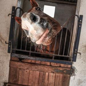 Curious Horse