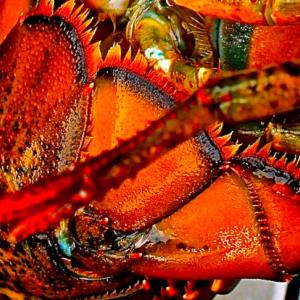 Lobster-Tail