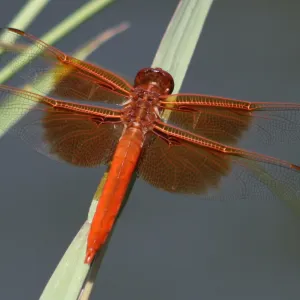 Dragonfly Beauty