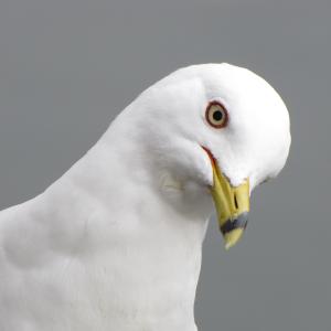 Ring Billed Gull