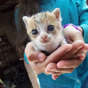 Little kitten