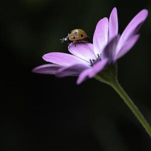 Ladies Love Flowers