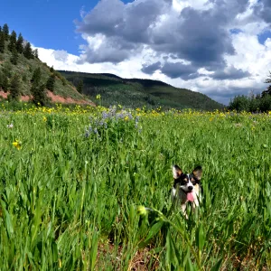 Summer in the Rockies