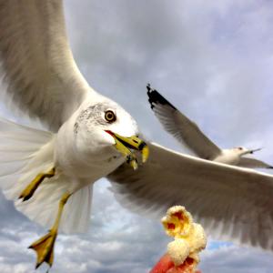 Summer Flyers