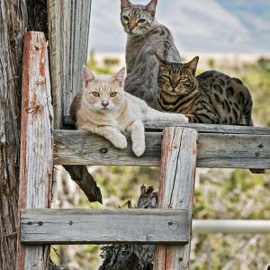 The Cathouse