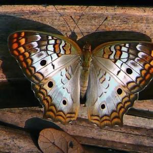 White Peacock