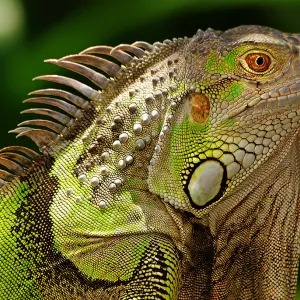 Green Iguana