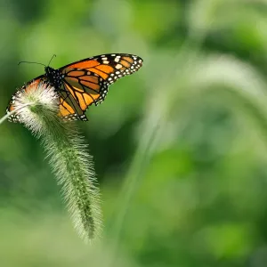 Monarch Butterfly