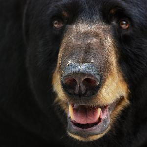 Josh The Bear