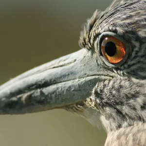 you see the veins of the 