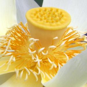 Water Lilly