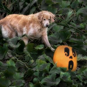 Startling Pumpkins