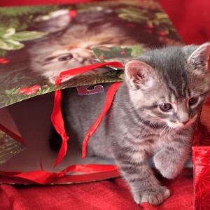 Christmas gift