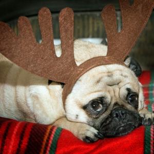 Santa Ate My Cookie
