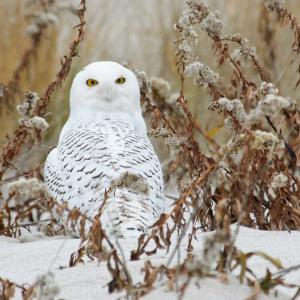 Snowy Owl in snow