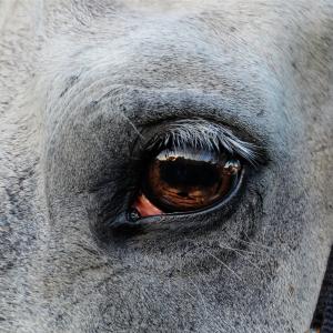 Watchful Eye