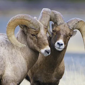 Big Horn Rams