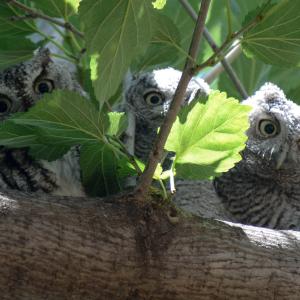 Owl Family