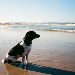 The Loyalty of a Dog