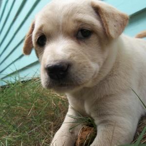 puppy