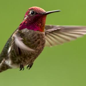 Aerial Master