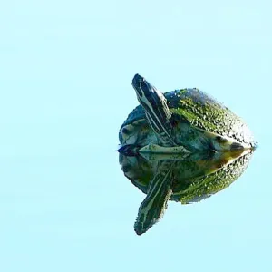 Big pond.  Small turtle.