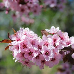 Spring Blossoms