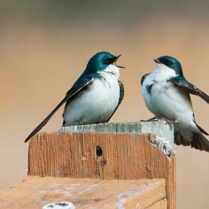 Lovers quarrel