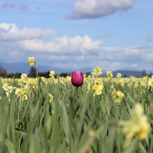 Lonely Tulip