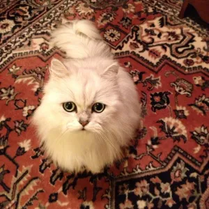 Our Cat: Cameh