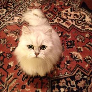 Our Cat: Cameh