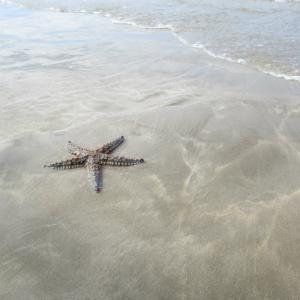 Star of hartenbos