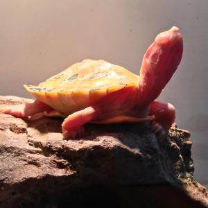 Pink Turtle