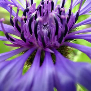 Blue Cornflower