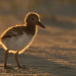 I photographed this oyste