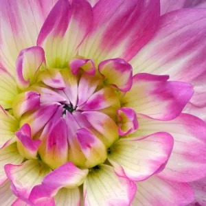 Sweet Dahlia