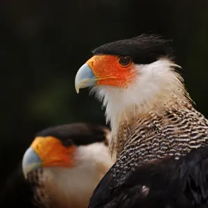 Caracaras