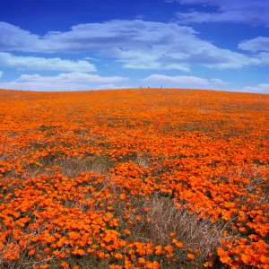 California Poppies