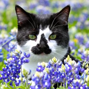 Bluebonnet Pepper