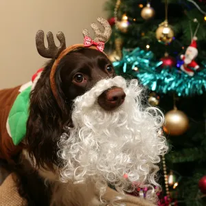 Santa is Coming