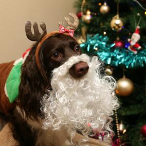 Santa is Coming