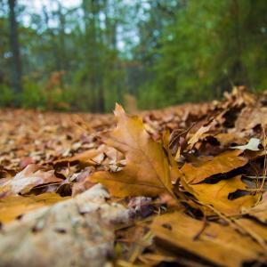 Leaf Bed