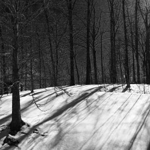 shadows in the snow