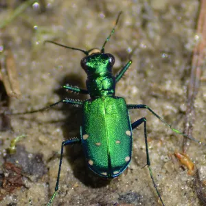 Aqua Green Tiger Beetle